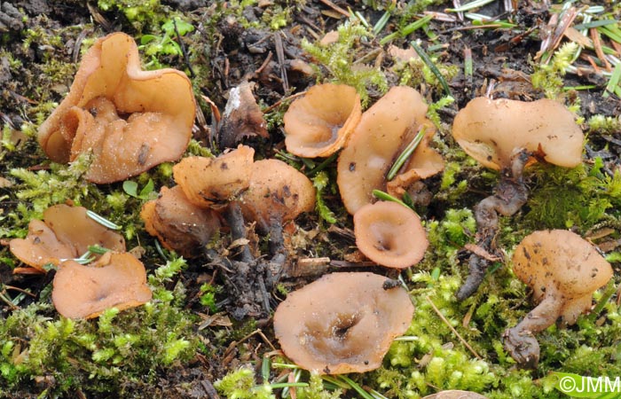 Stromatinia rapulum = Sclerotinia rapula